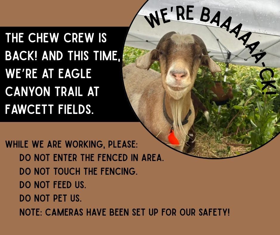 Goats at Fawcett Fields