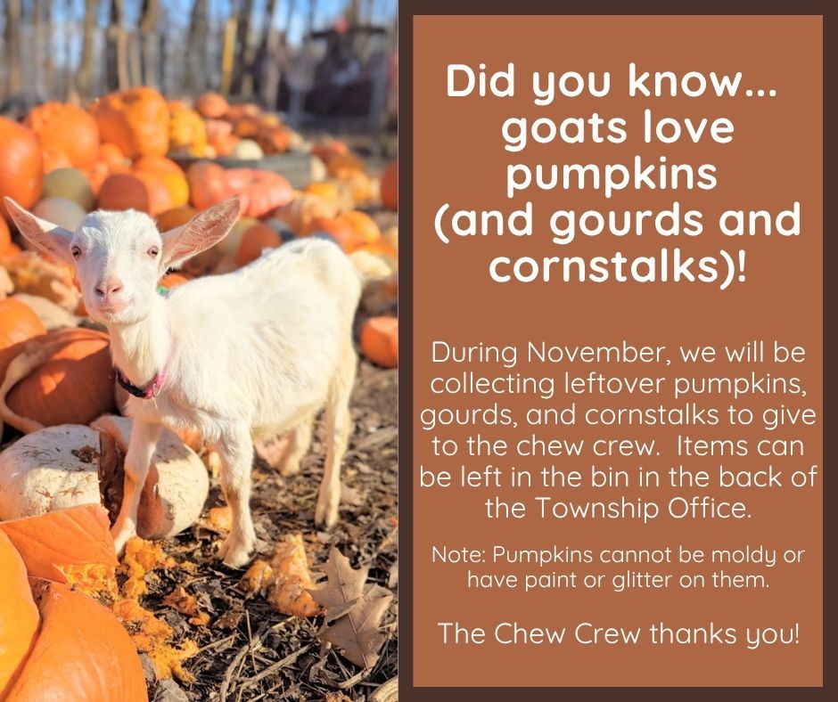 Pumpkins for the Goats