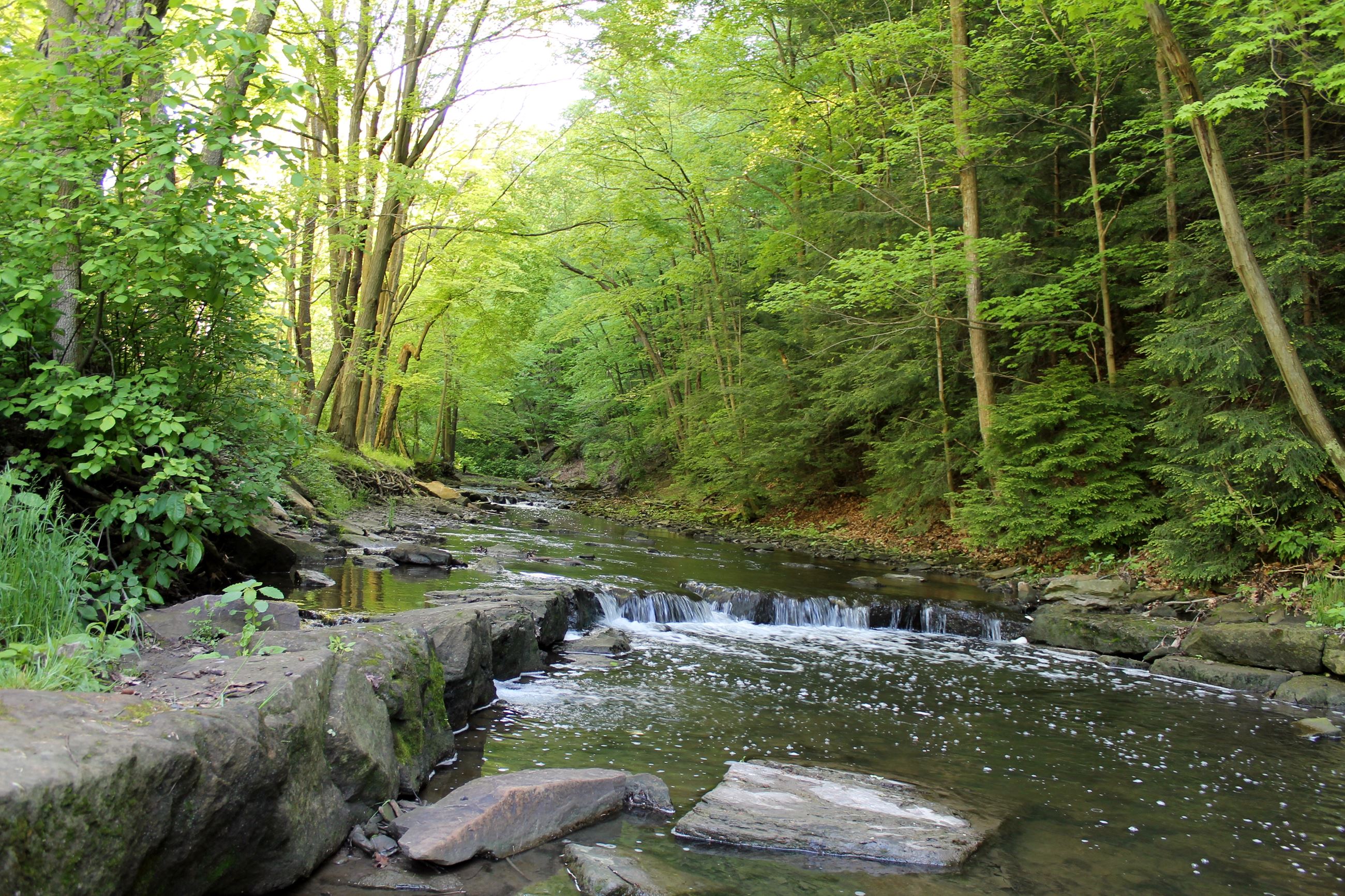 Fawcett Fields - Fishing area 